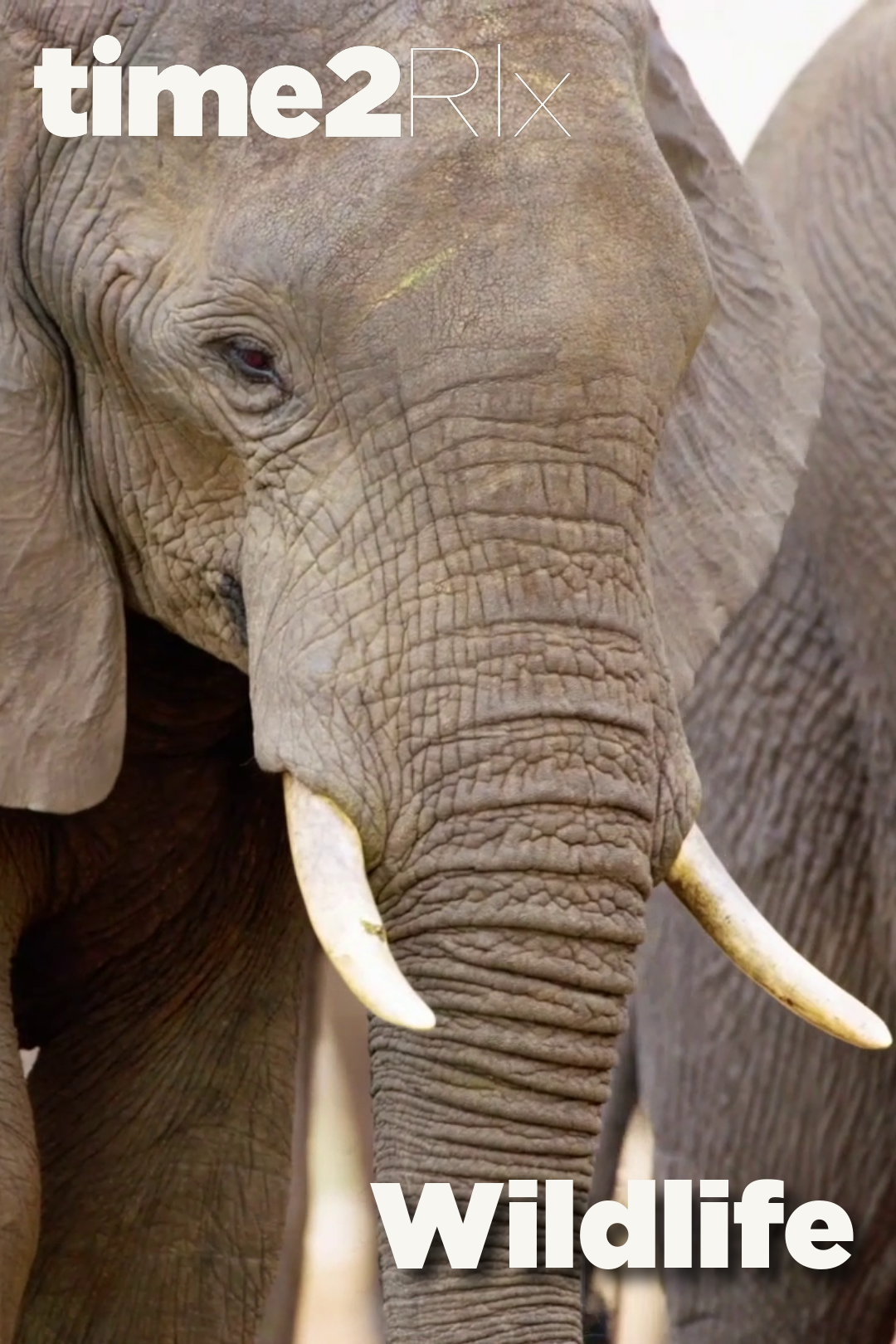 time2Rlx Wildlife