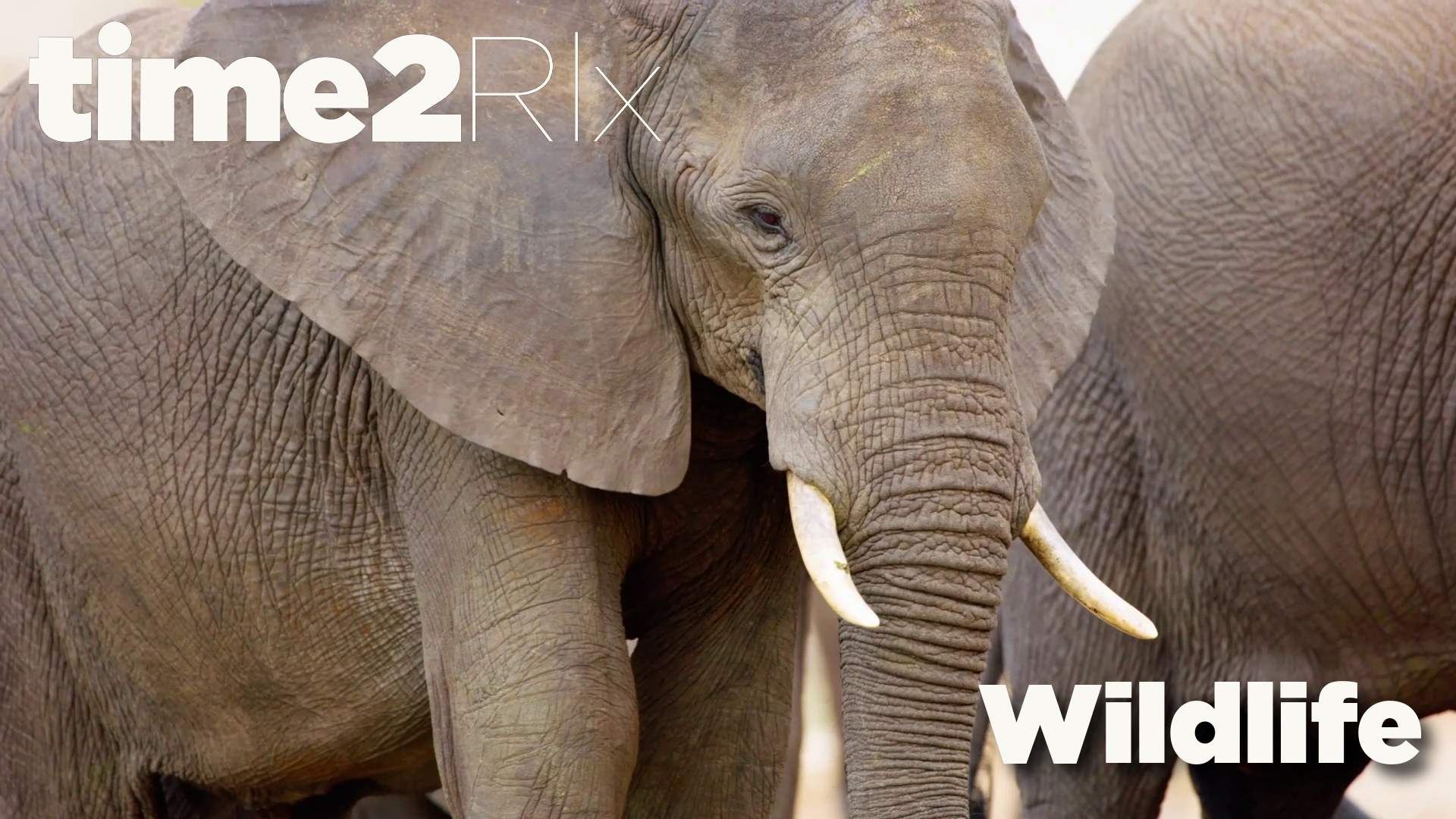 time2Rlx Wildlife