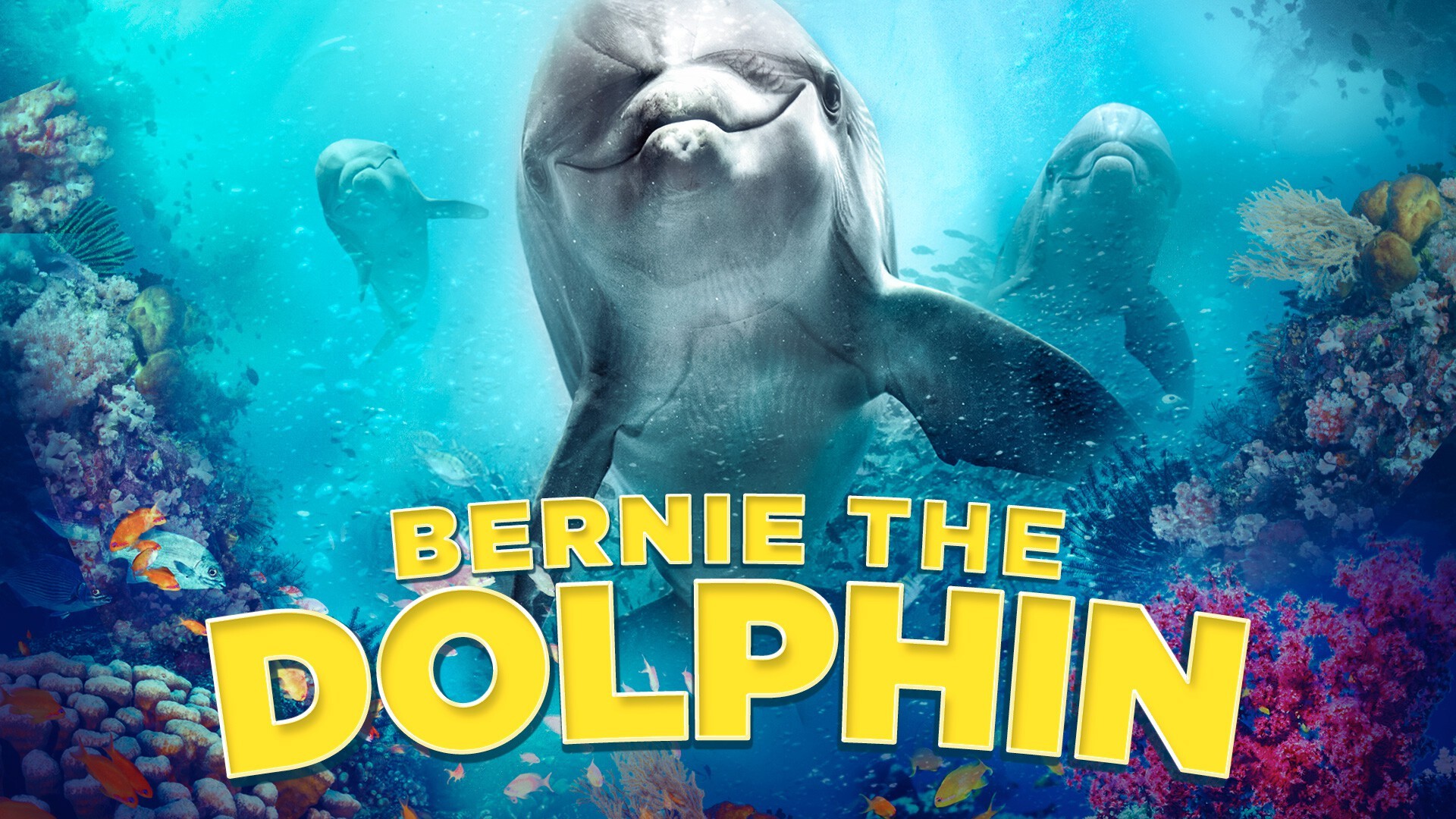 Bernie the Dolphin